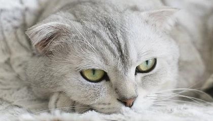 开云体育登入-迷你台球比赛：全民娱乐新潮流，小型台球