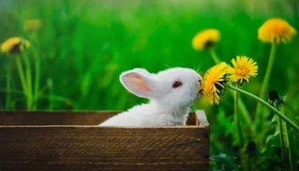 开云体育登入-迷你台球比赛：全民娱乐新潮流，小型台球