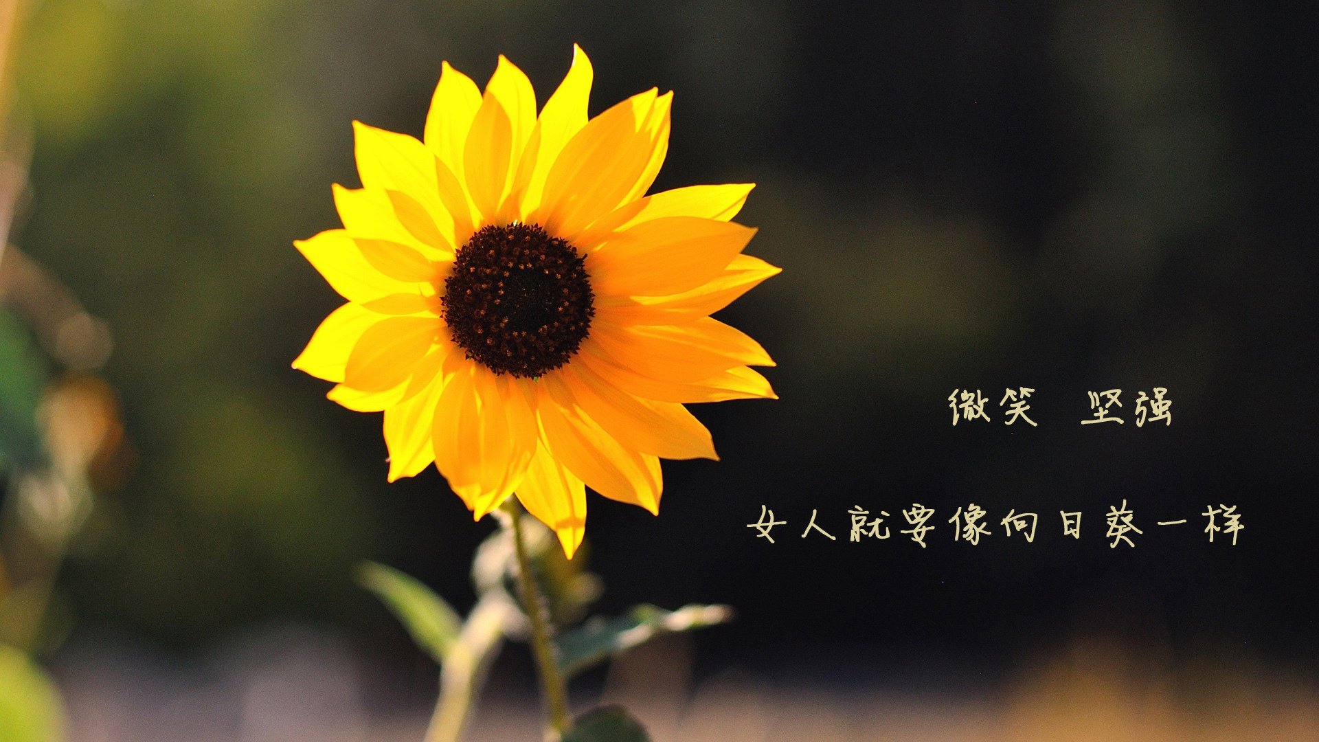 _极限滑板竞速：城市街头的速度狂欢_，极限滑板车百科