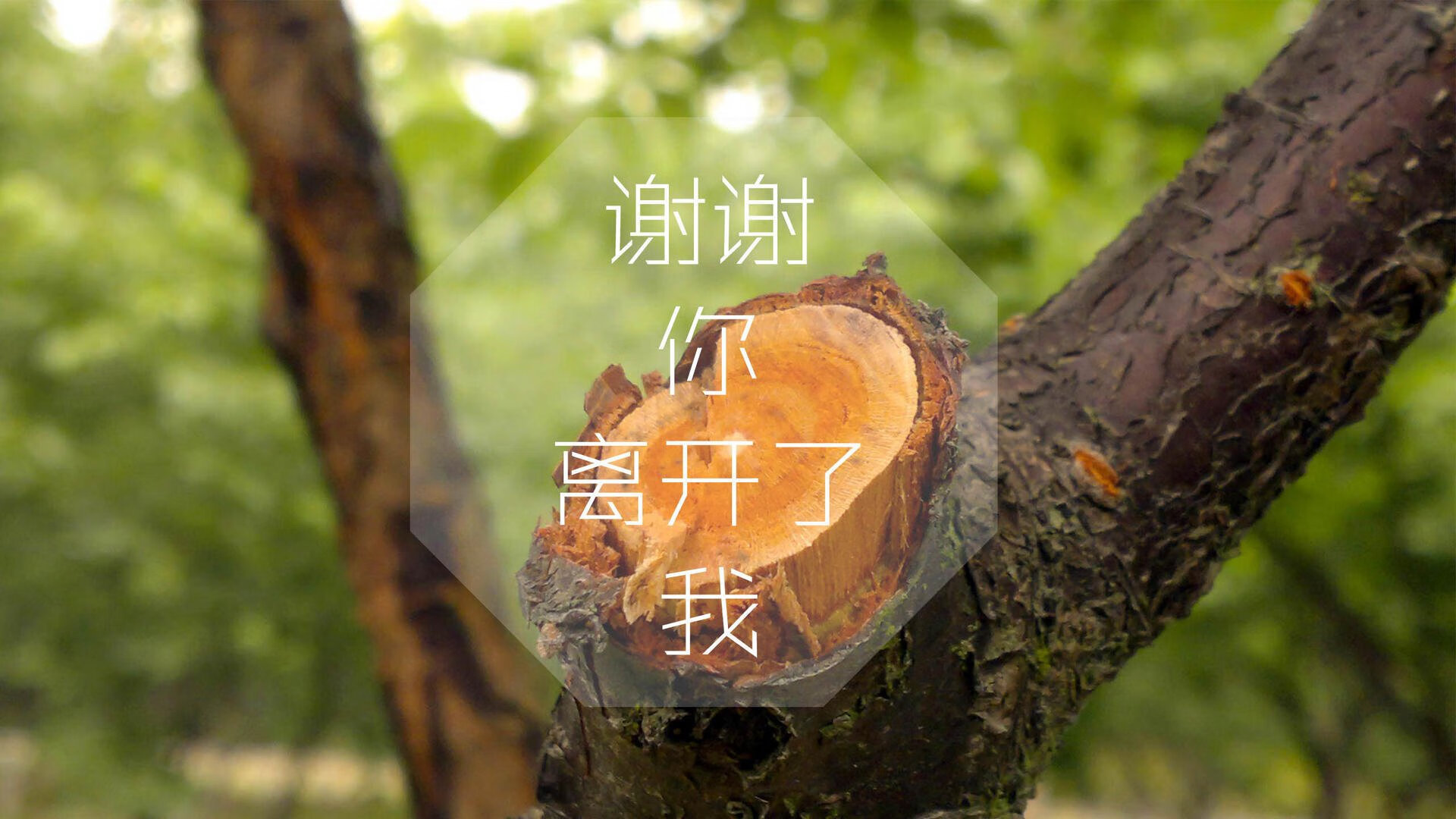 意大利在欧洲杯预选赛中1-0小胜以色列，保持不败战绩。，意大利欧洲杯预选赛全胜