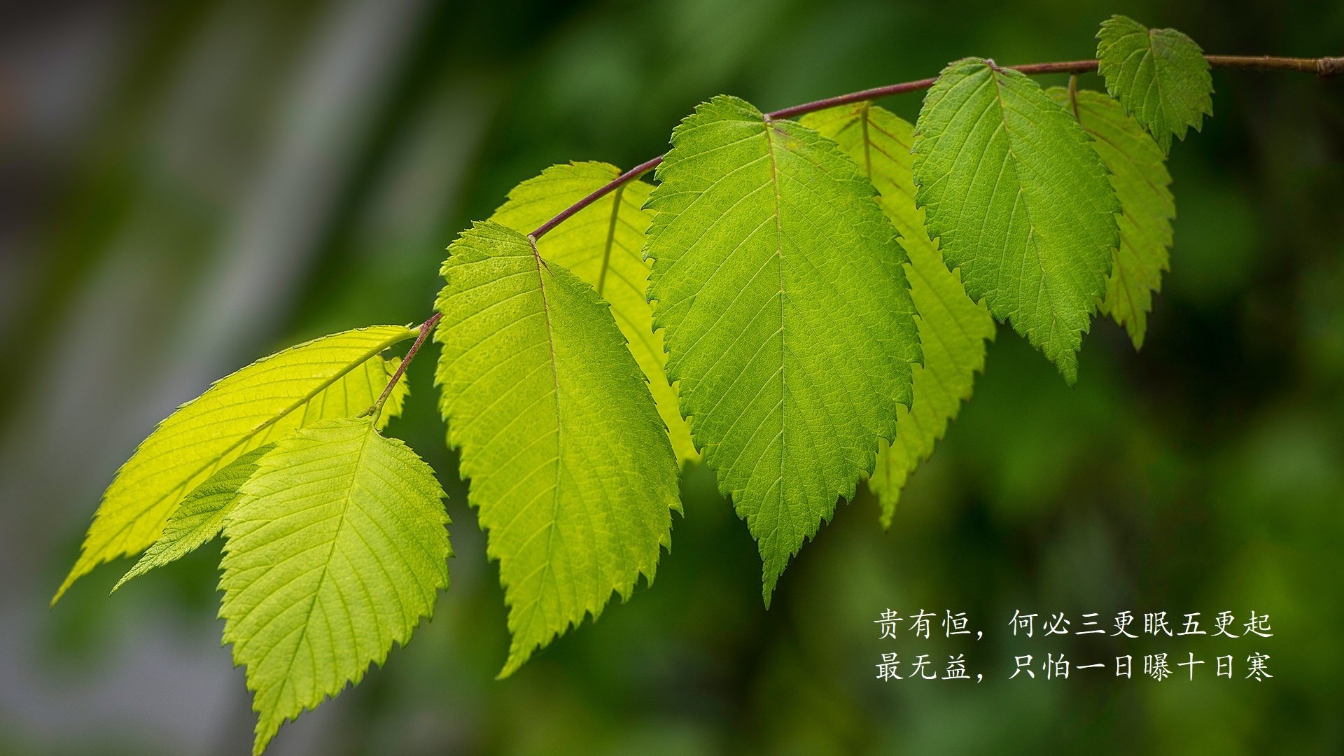 意大利在欧洲杯预选赛中2-1击败以色列，取得关键胜利。，意大利欧洲杯预选赛比分