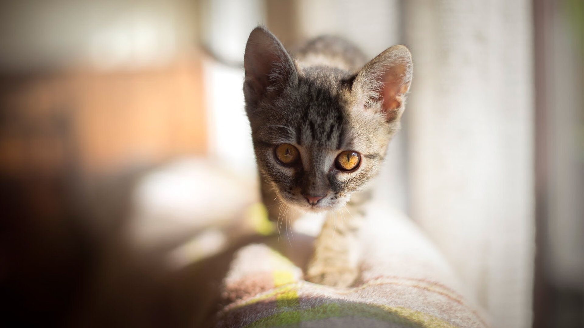 开云体育视频直播-自由泳滑行段延长带来速度提升，自由泳 滑行