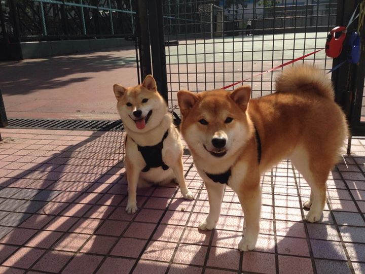 西甲精彩进球合集：精彩瞬间不断升级！，西甲锦集